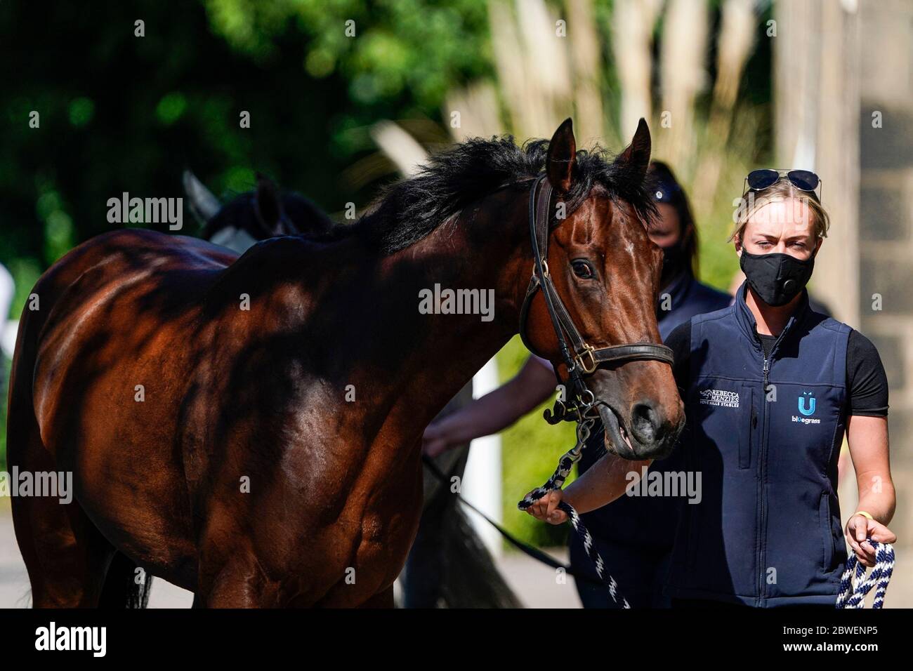 A groom leads a racehorse to the stables after arriving at Newcastle Racecourse . Issue date: Monday June 1, 2020. Horse Racing in the UK returned to action on Monday following the coronavirus shutdown. See PA story RACING Newcastle. Photo credit should read: Alan Crowhurst/PA Wire Stock Photo
