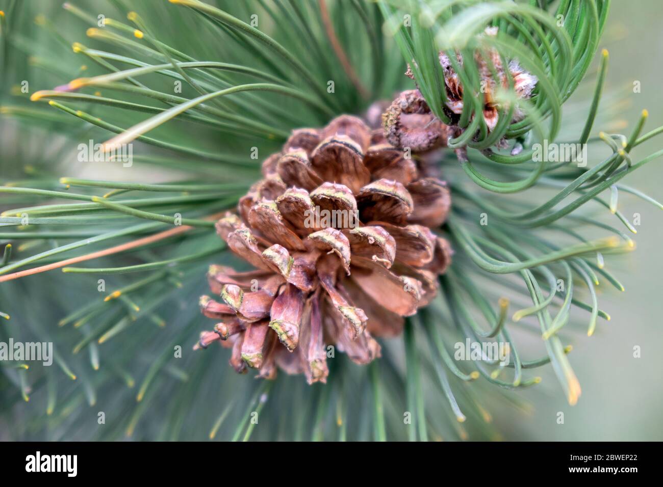 Close Up Pinus Heldreichii Tree Sign Stock Photo