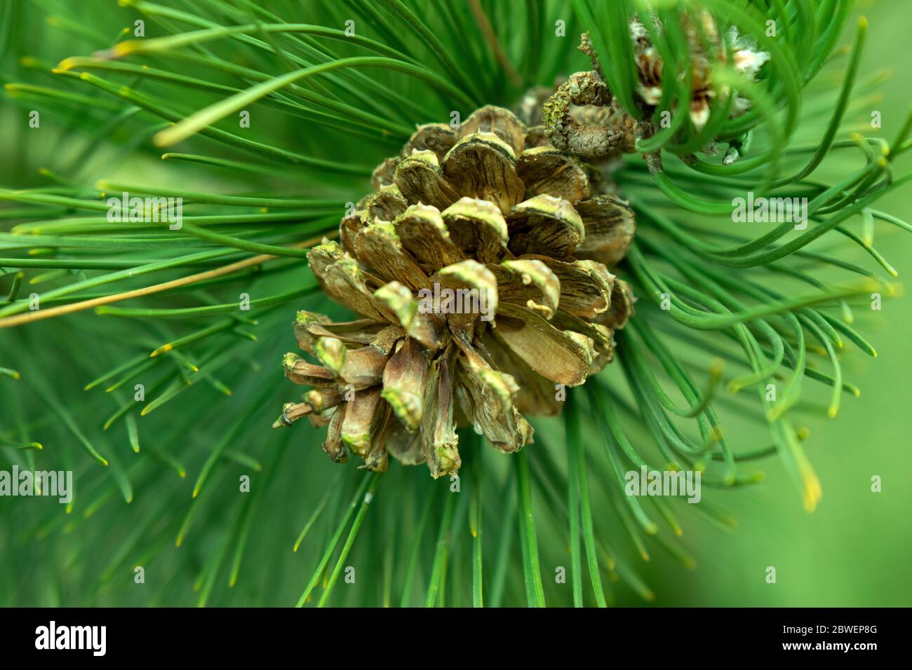 Close Up Pinus Heldreichii Tree Sign Stock Photo