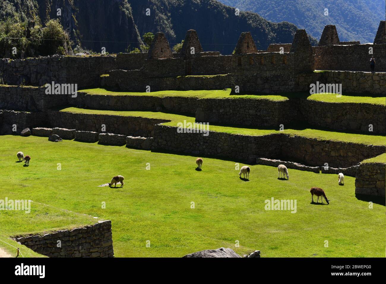 Llamas machu picchu in peru hi-res stock photography and images - Alamy