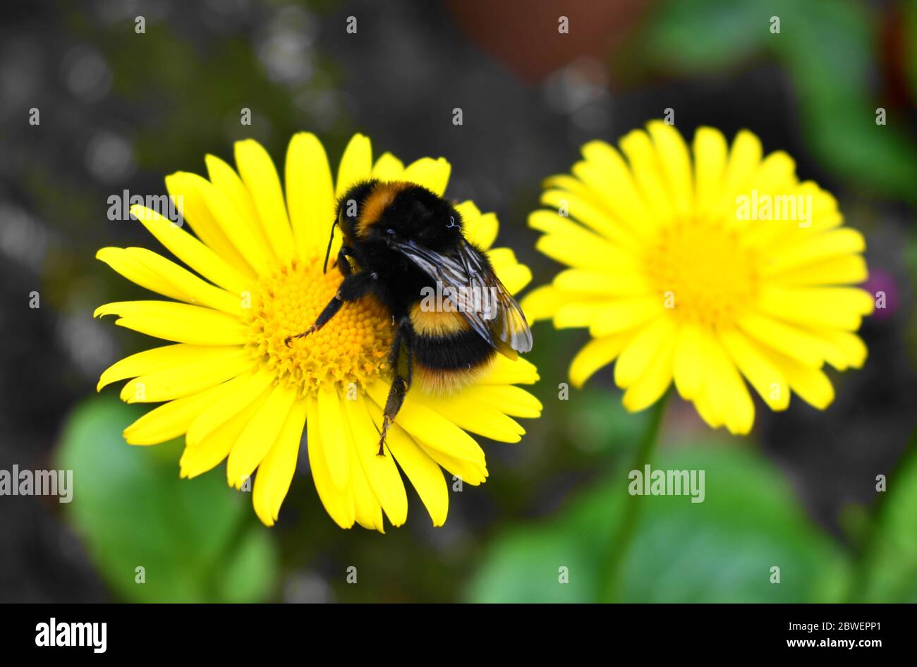 Bumblebee [bombus ] resting on a bright yellow daisy with blurred background. Stock Photo