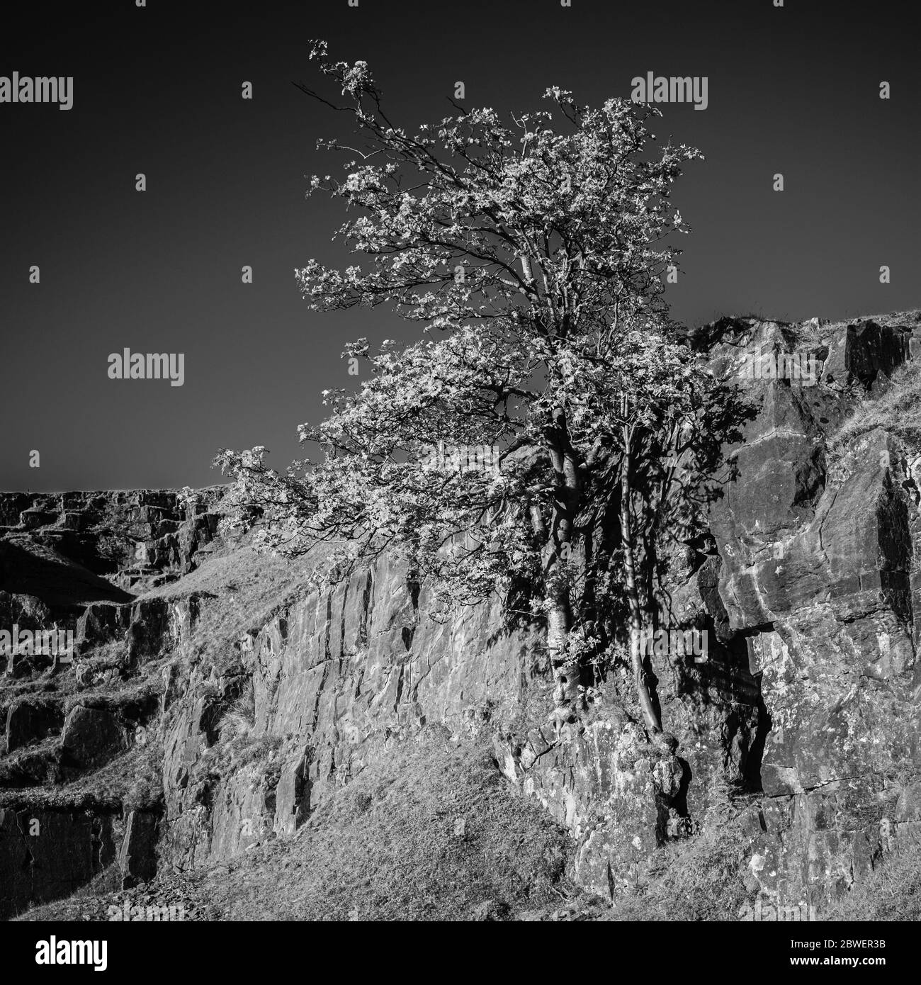 Trees growing on the face of an abandoned limestone quarry on the Black Mountain in the Brecon Beacons. Stock Photo