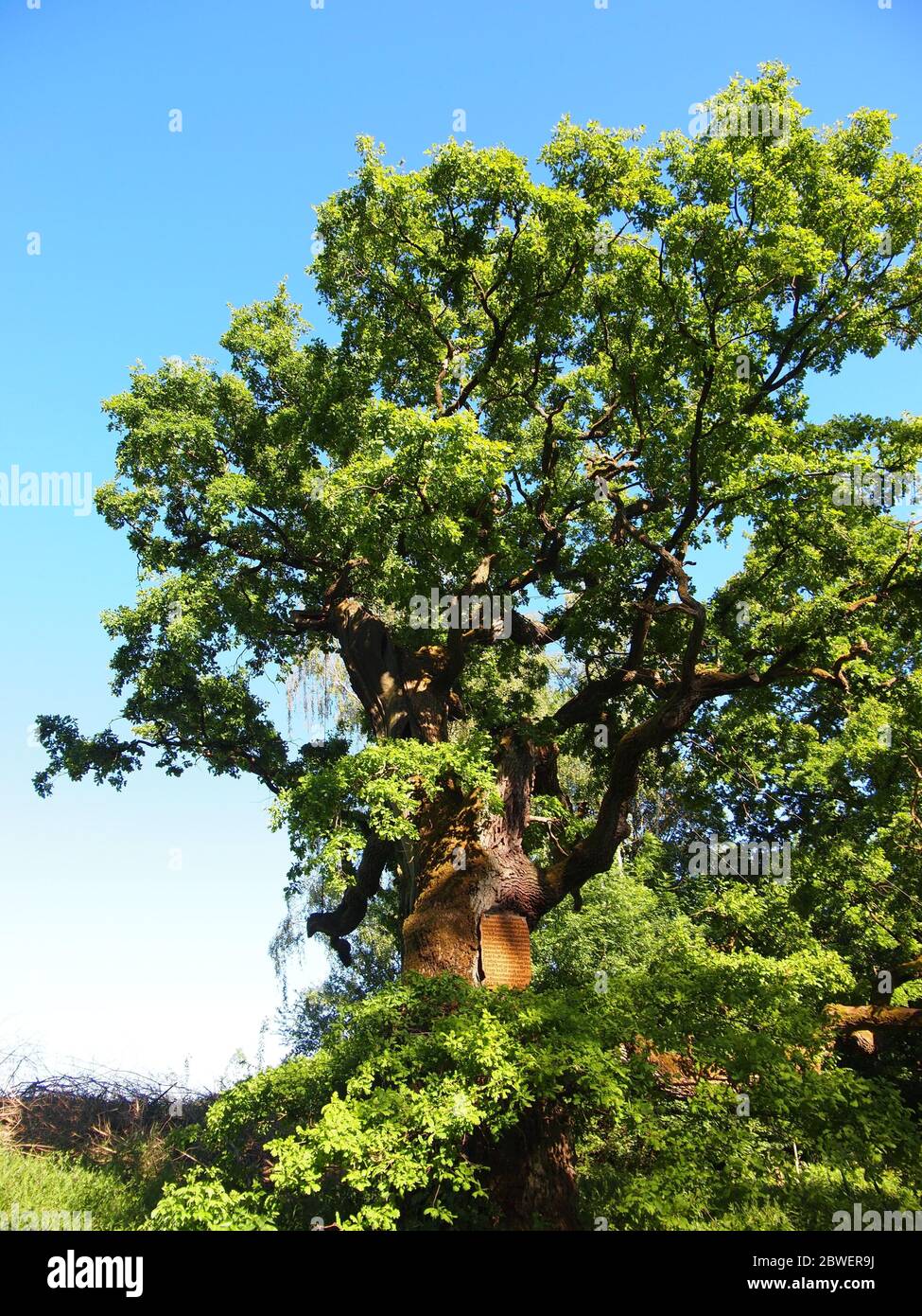 Old oak tree (Gießen, Germany) Stock Photo