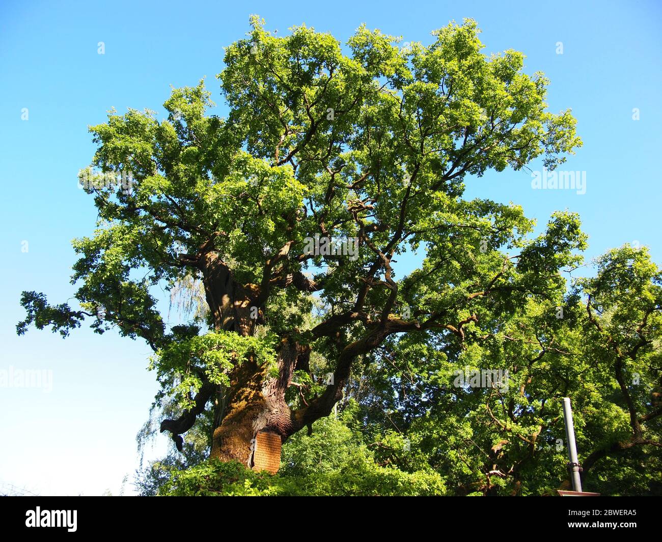 Old oak tree (Gießen, Germany) Stock Photo