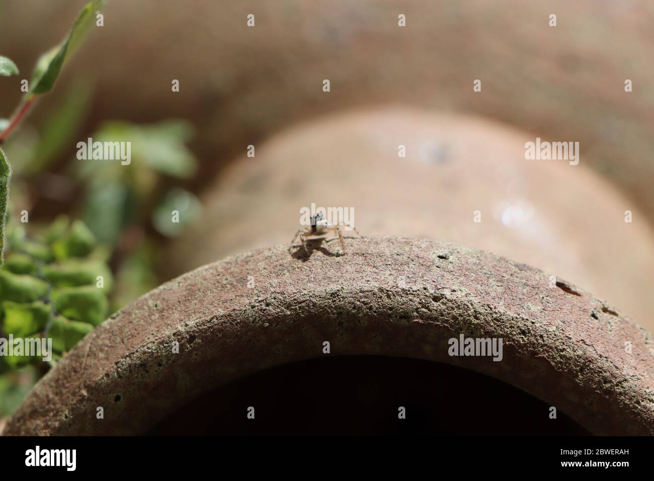 Little jumping spider sitting on a vase Stock Photo