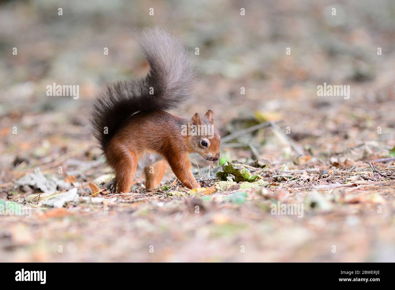 red squirrel burying nuts Stock Photo Alamy