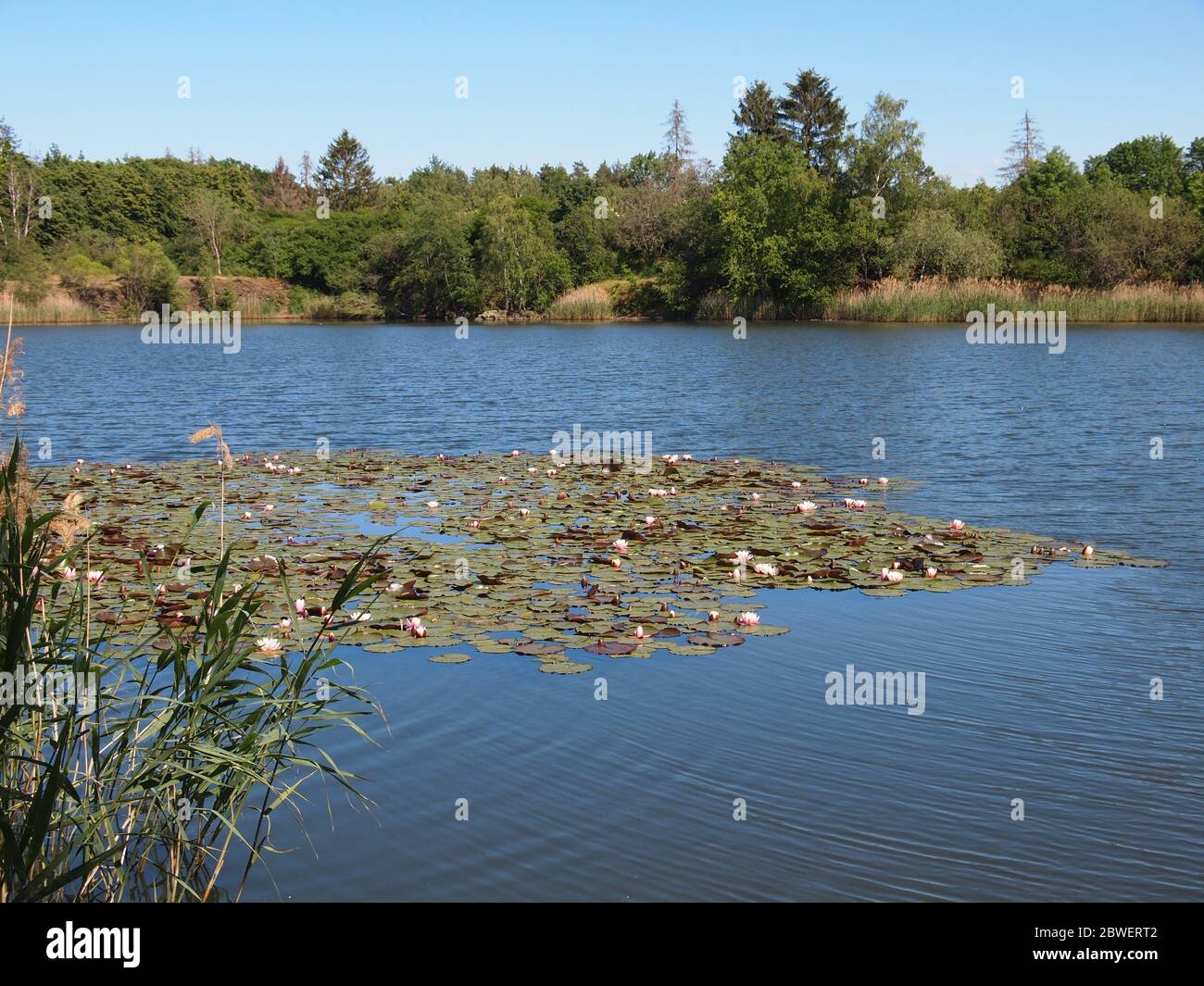 Lake at Rödgen (Gießen, Germany) Stock Photo