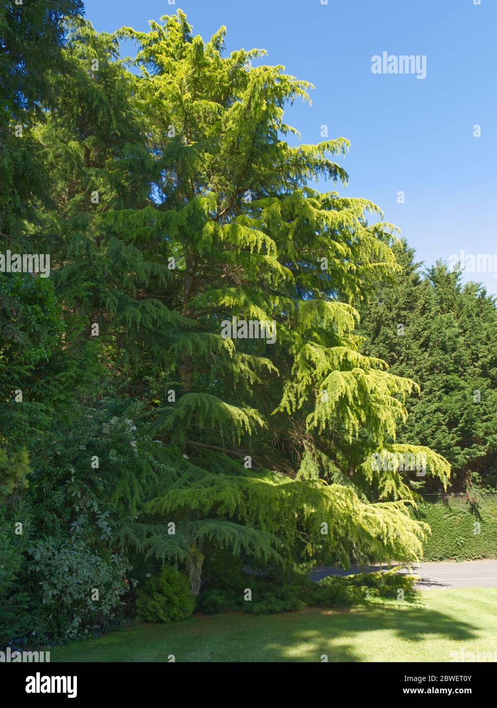 Spectacular Common Hemlock Spruce dominating the grounds of wonderful parkland on a glorious early summer day in England. More easing of lockdown Stock Photo