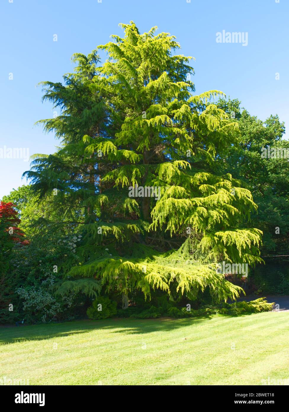 Spectacular Common Hemlock Spruce dominating the grounds of wonderful parkland on a glorious early summer day in England. More easing of lockdown Stock Photo