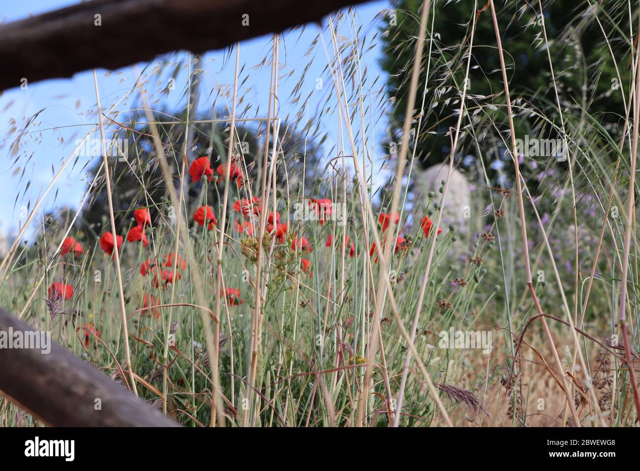 Grasses trees and wildflowers hi-res stock photography and images - Alamy