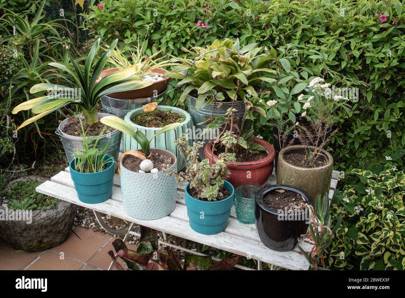 Group of plants and flowers in pot on wooden table. Gardening concept Stock Photo