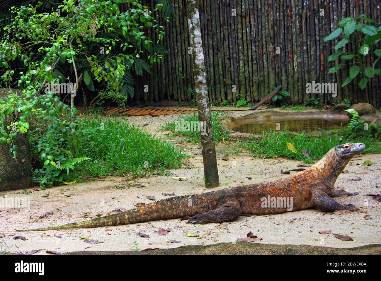 Komodo dragon, Varanus komodoensis Stock Photo