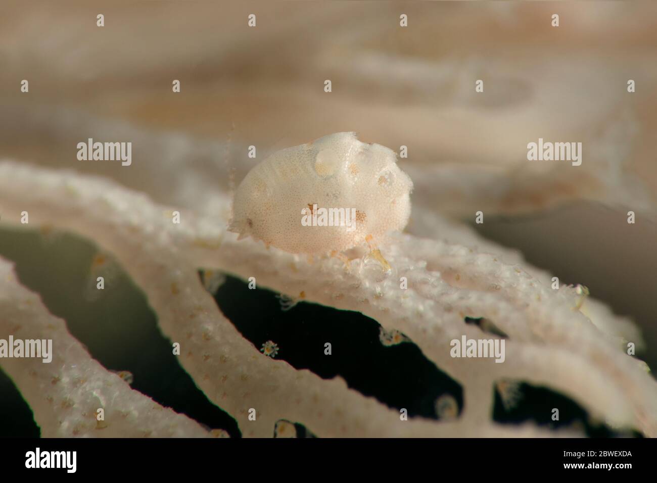 Mimic Isopod (Sphaeromatidae sp.) Underwater macro photography from Romblon, Philippines Stock Photo