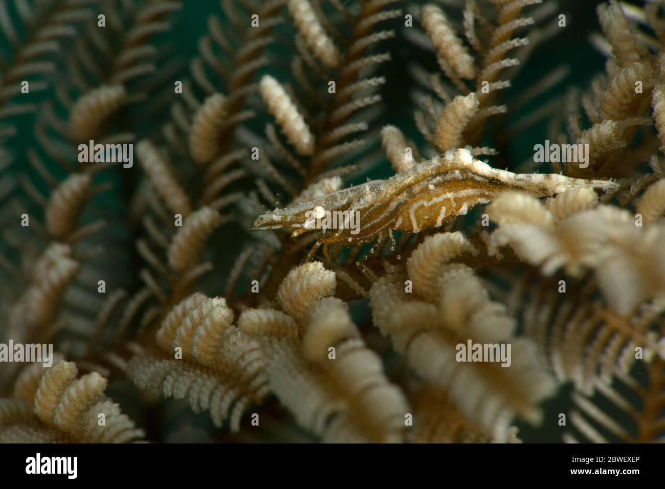 Commensal shrimp  (Hippolyte sp.) with hydroid Aglaophenia cupressina. Underwater macro photography from Romblon, Philippines Stock Photo