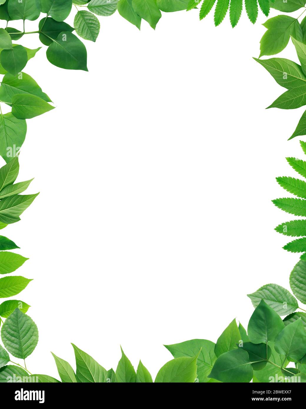 Ecology concept. Nice picture frame made from green leaves Stock Photo