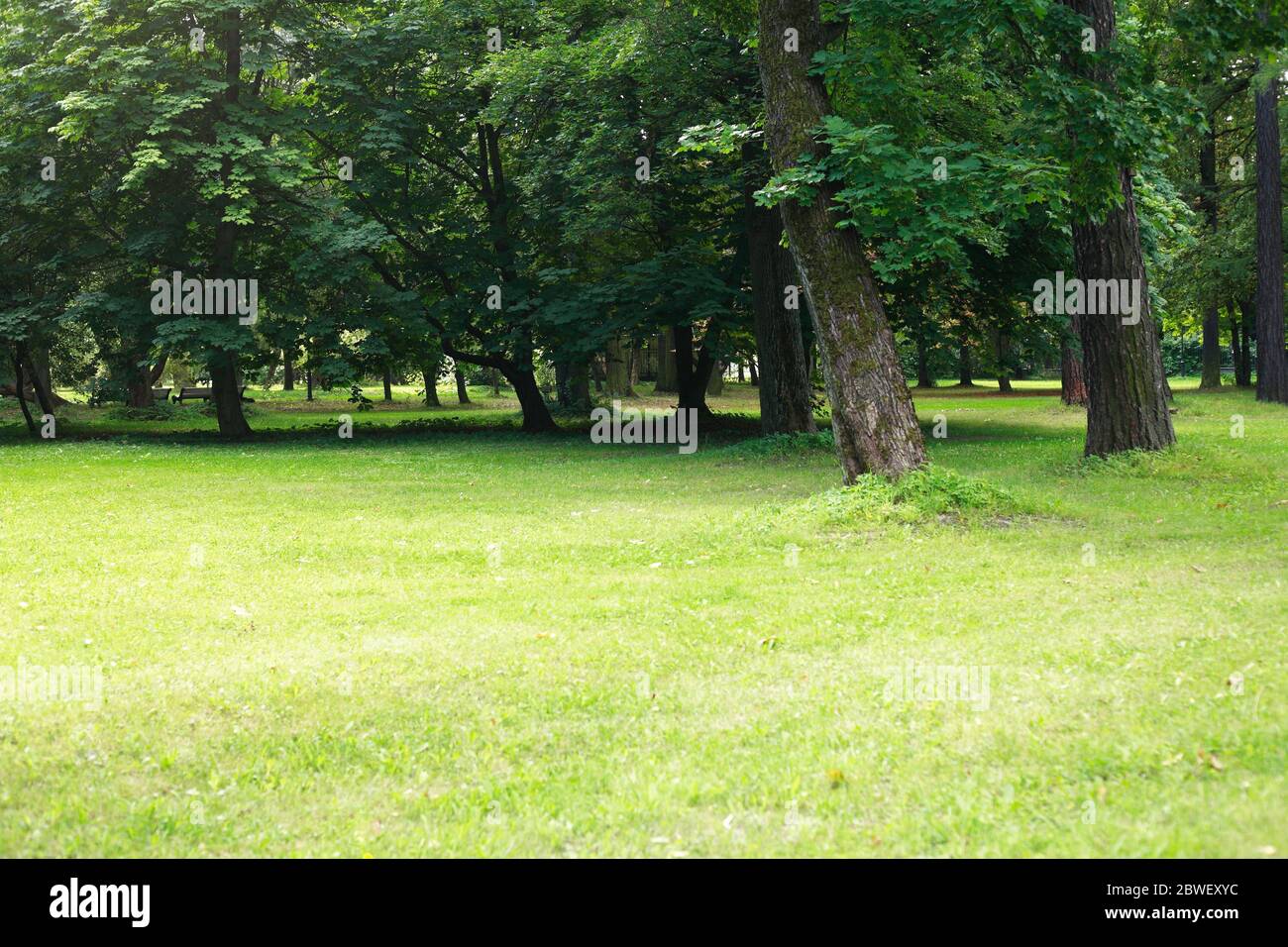 Nice summer park background with green grass and old trees Stock Photo ...