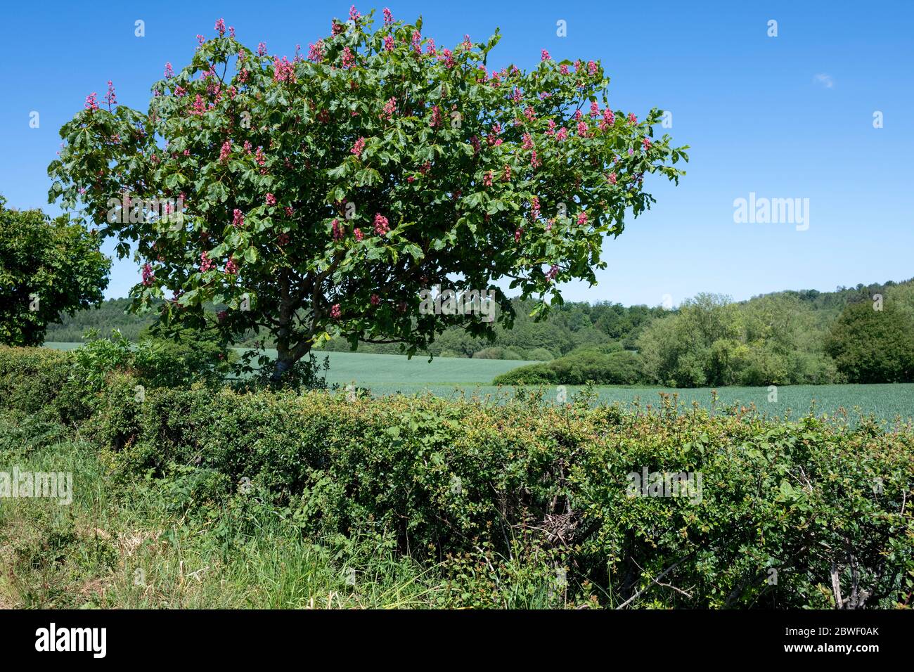 A hedgerow in the Howardian Hills, North Yorkshire, May 2020 Stock Photo