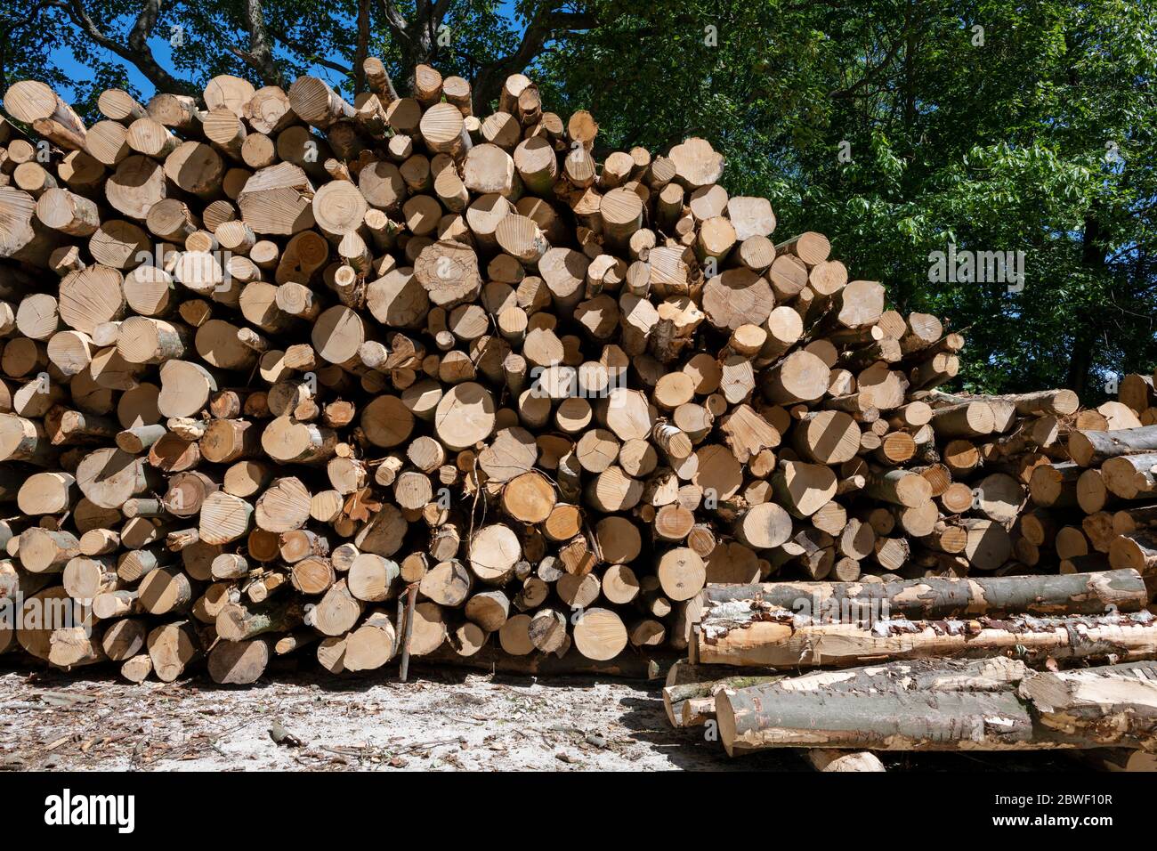 Stacked sections of beech, sycamore, birch and sweet chestnut hardwood trees awaiting processing into logs, Hovingham, North Yorkshire, UK Stock Photo