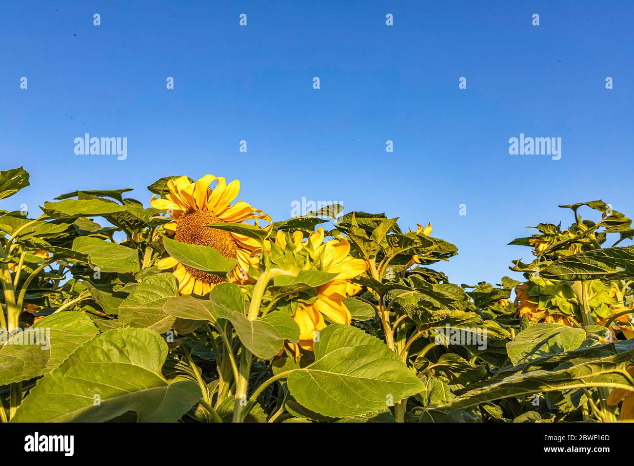 Blooming sunflower flower heads close-up against sky and green foliage Stock Photo