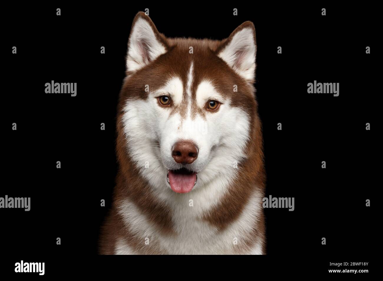 Brown Husky Hi-Res Stock Photography And Images - Alamy