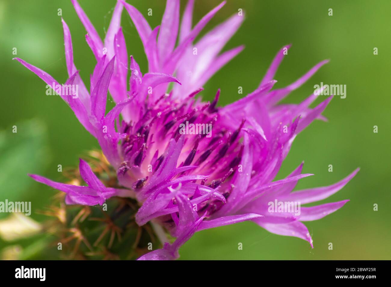 Centaurea malacitana, Knapweed Flower Stock Photo