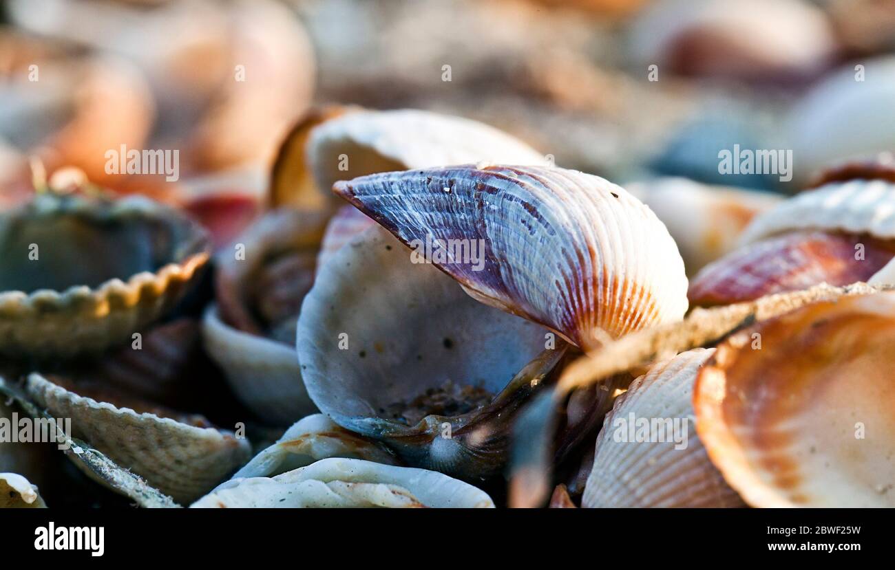 Dried seashells hi-res stock photography and images - Alamy