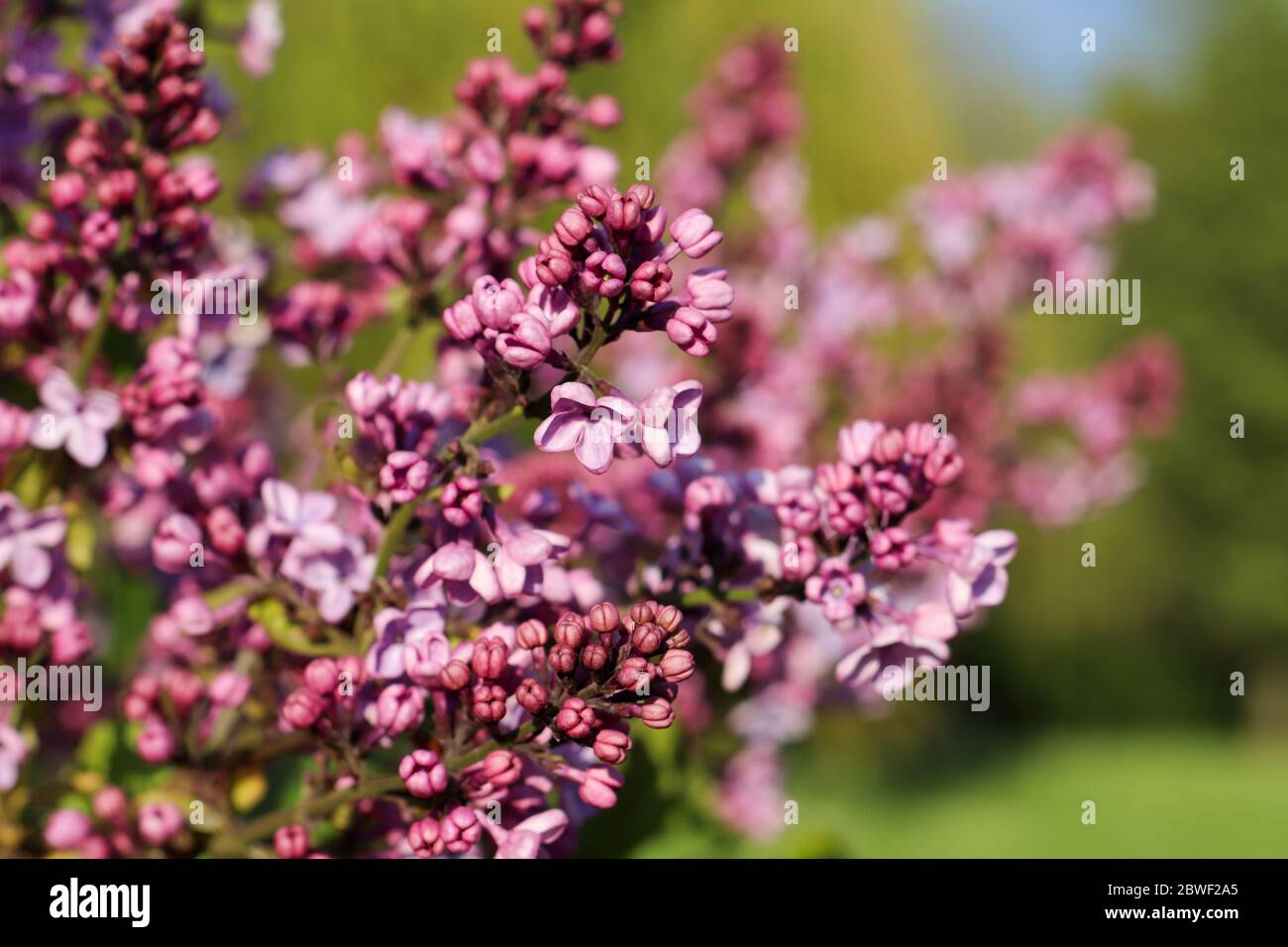 Spring branch of blossoming lilac close up Stock Photo