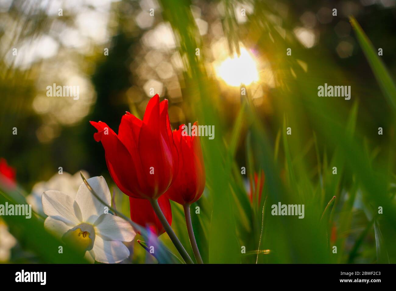 Close up of a red tulips on the garden with green grass and the Sun on the background Stock Photo