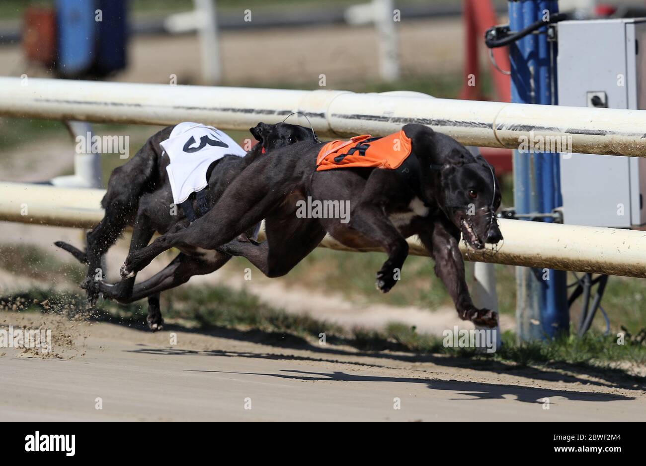 Emers Ruby (orange bib) goes on to win the 11:21 at Perry Barr Greyhound Stadium. Issue date: Monday June 1, 2020. See PA story SPORT Coronavirus Resumption. Photo credit should read: David Davies/PA Wire Stock Photo