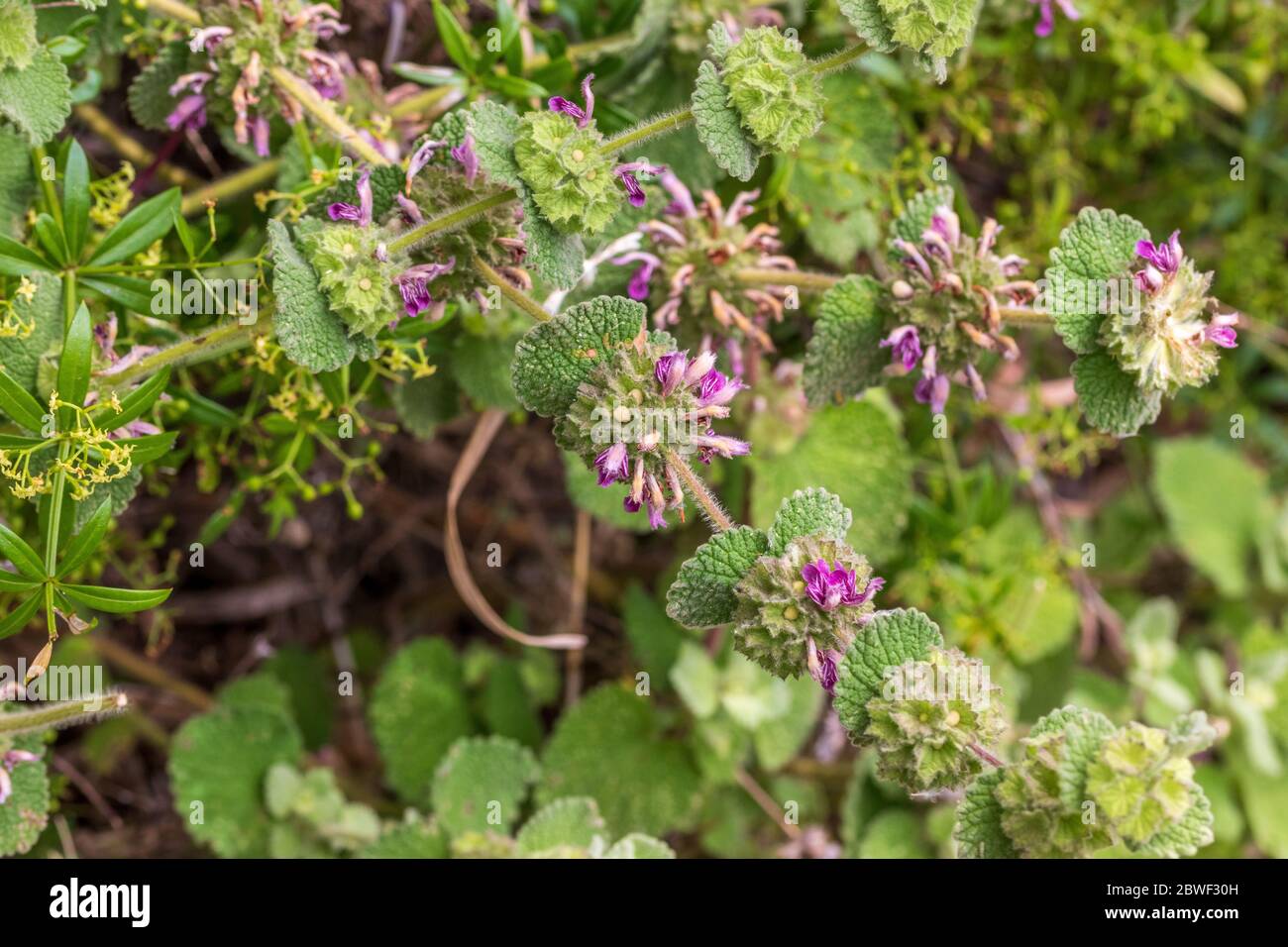 Ballota hirsuta, Horehound Plant in Flower Stock Photo