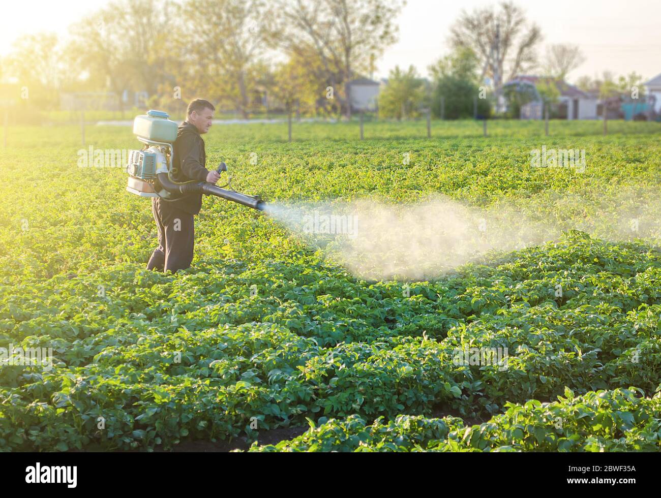 A farmer sprays a solution of copper sulfate on plants of potato bushes
