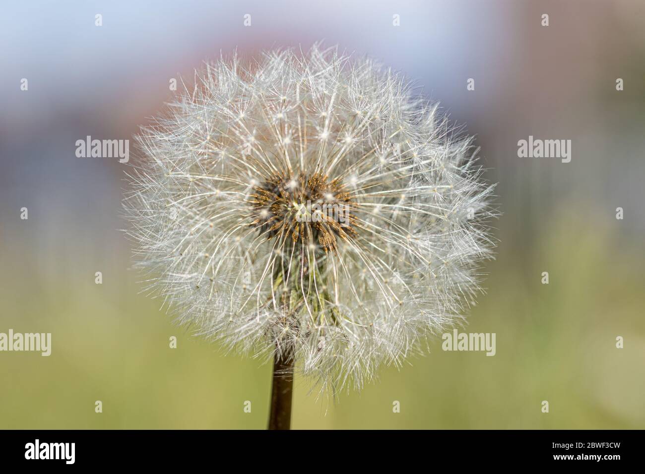 Macro photo of dandelion flower in focus and bokeh background in spring. Royalty free stock photo. Stock Photo