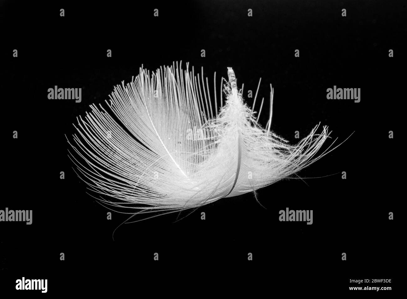 Monochrome macro photo of floating white bird feather. Royalty free stock photo. Stock Photo