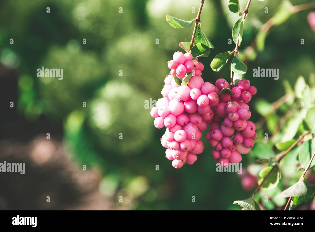 Summer garden in sunshine with blooming Symphoricarpos plant, known as snowberry, waxberry, or ghostberry Stock Photo
