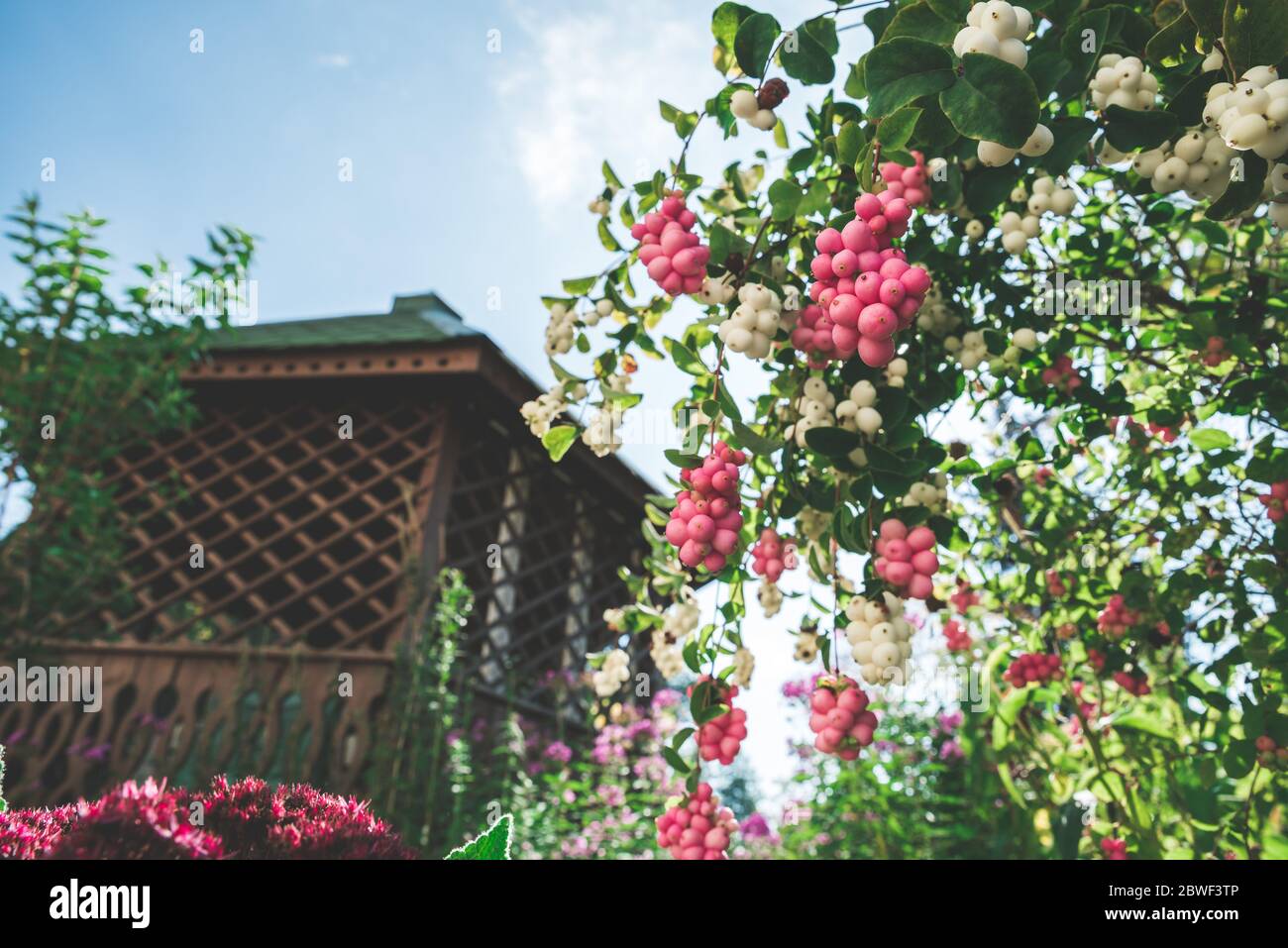 Summer garden in sunshine with blooming Symphoricarpos plant, known as snowberry, waxberry, or ghostberry Stock Photo