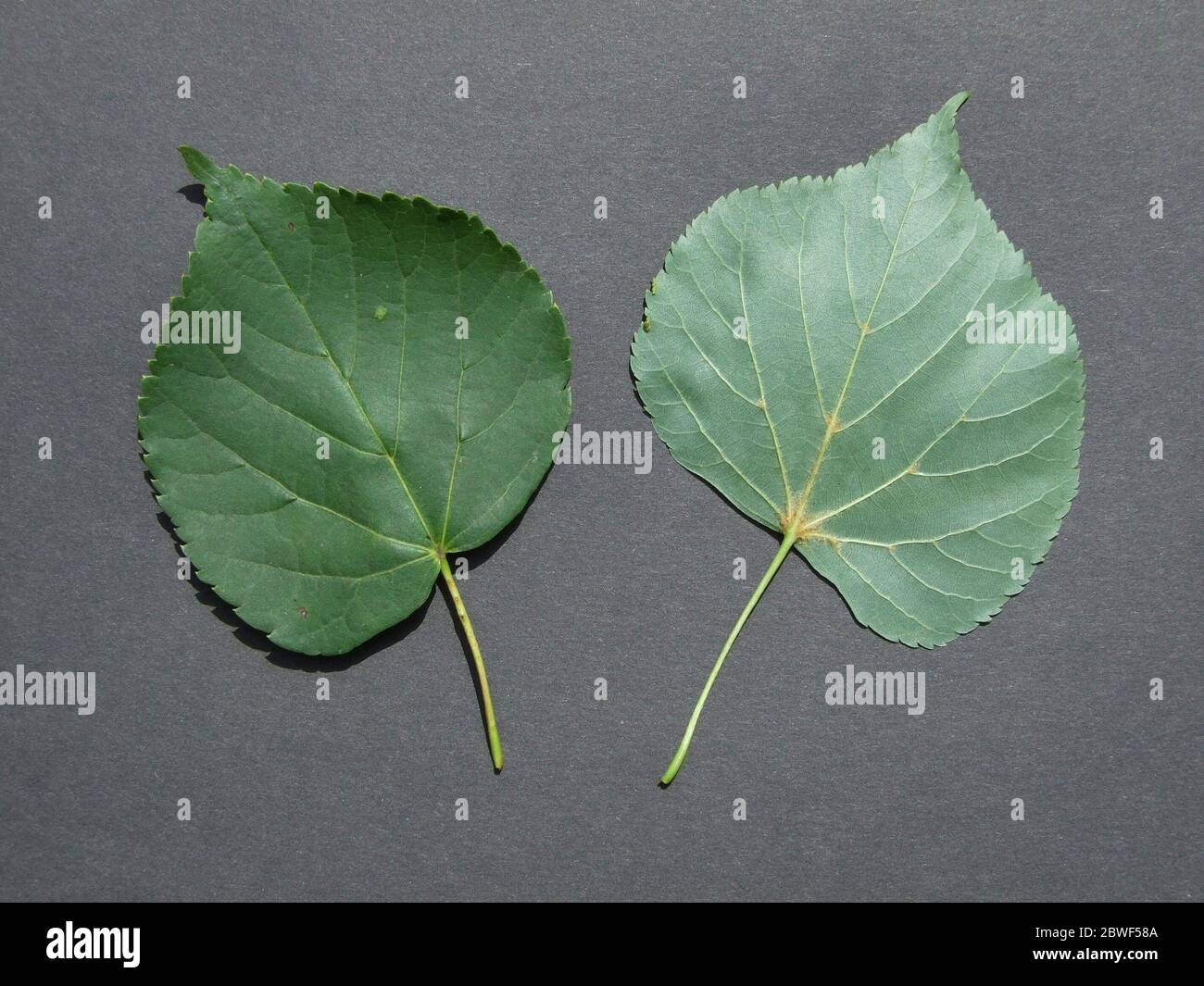 Lime tree leaves in hi-res stock photography and images - Alamy