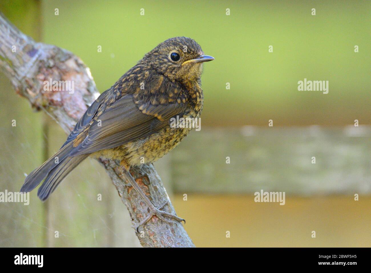 European Robin (Erithacus rubecula) young, in a garden, end of May, Kent, UK Stock Photo