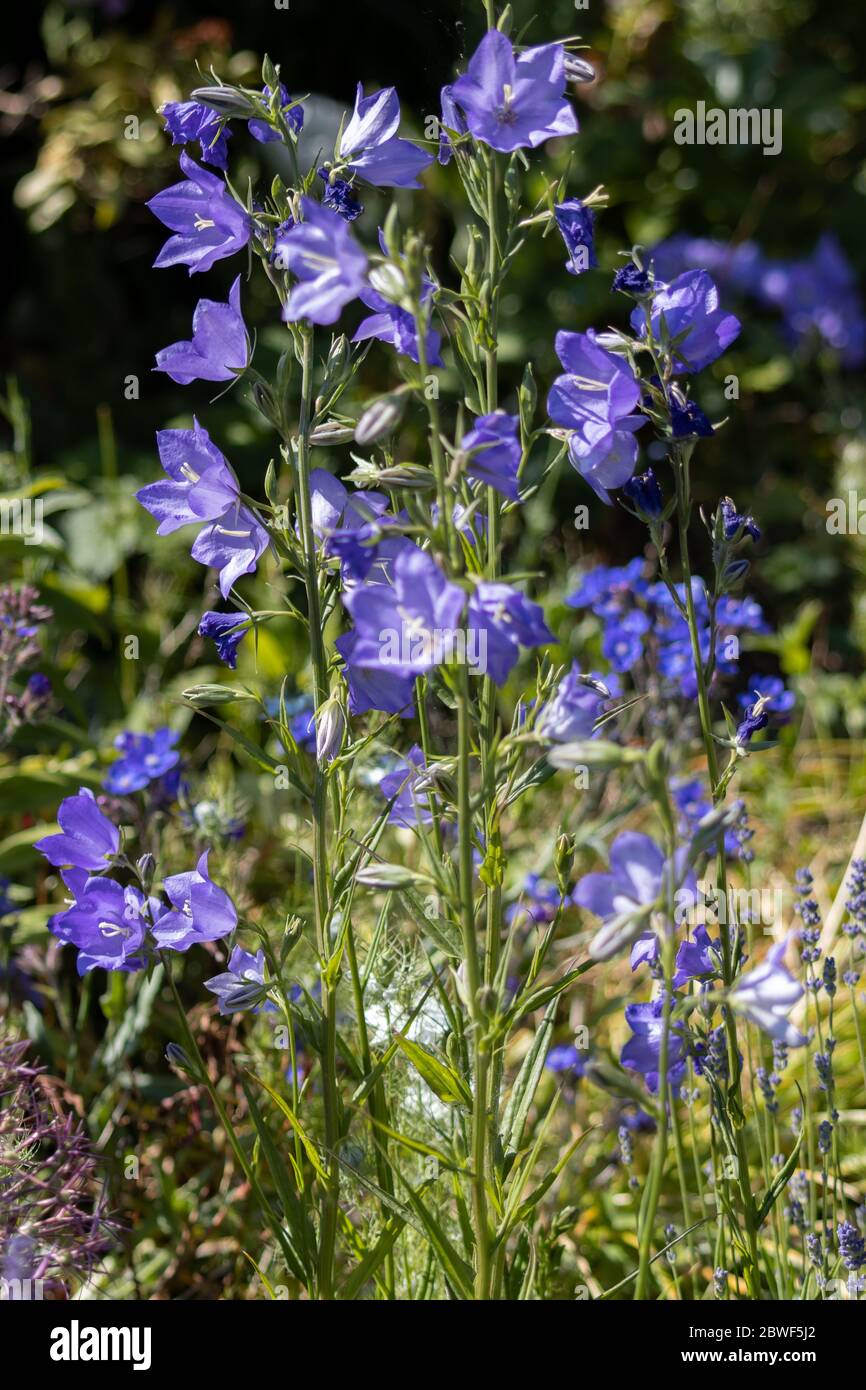 Blue Campanula Persicifolia Bellflowers in an english garden Stock Photo