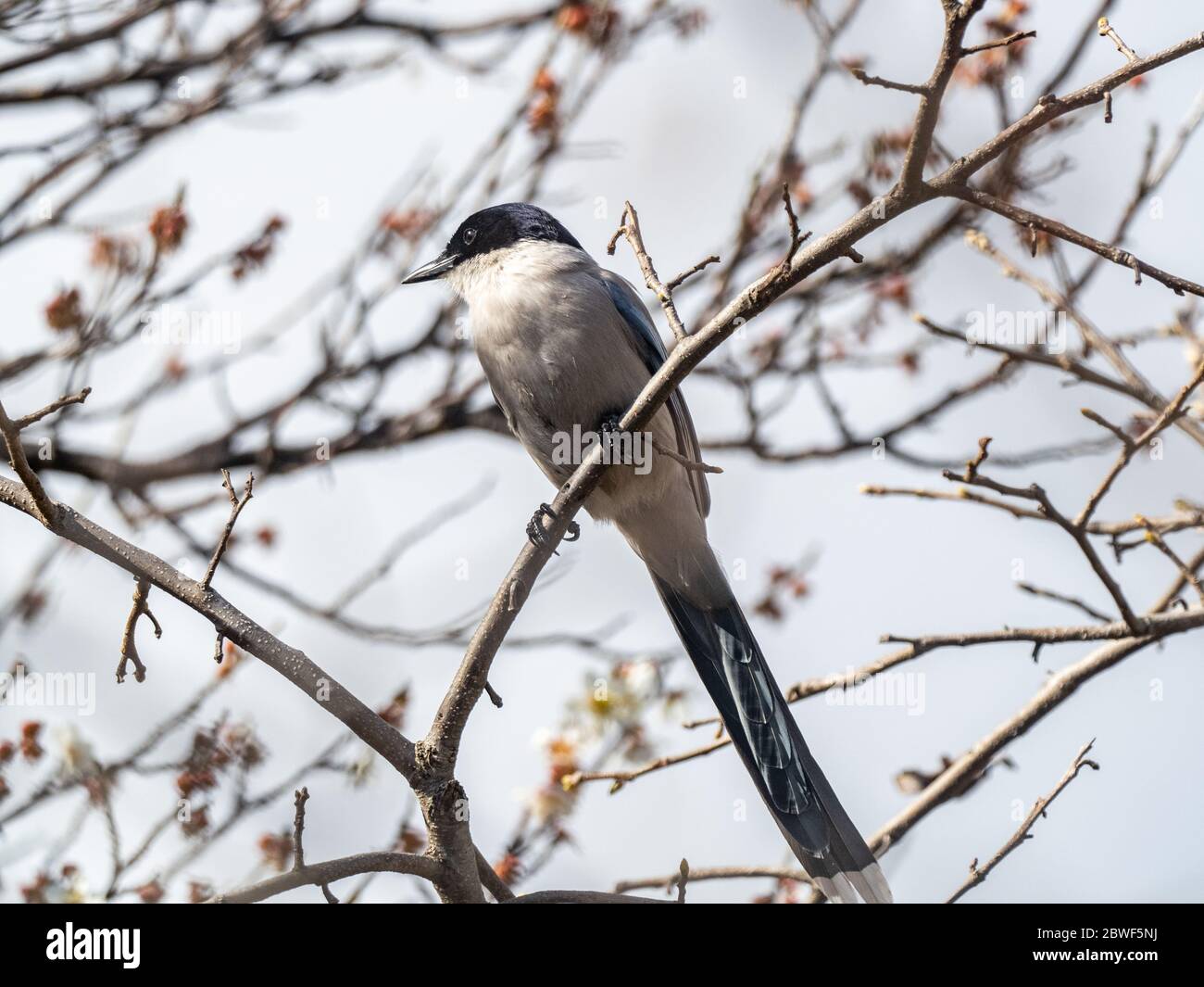 An azure-winged magpie, Cyanopica cyanus, perched in a forest tree in a green space park near Sagamihara, Japan. Stock Photo