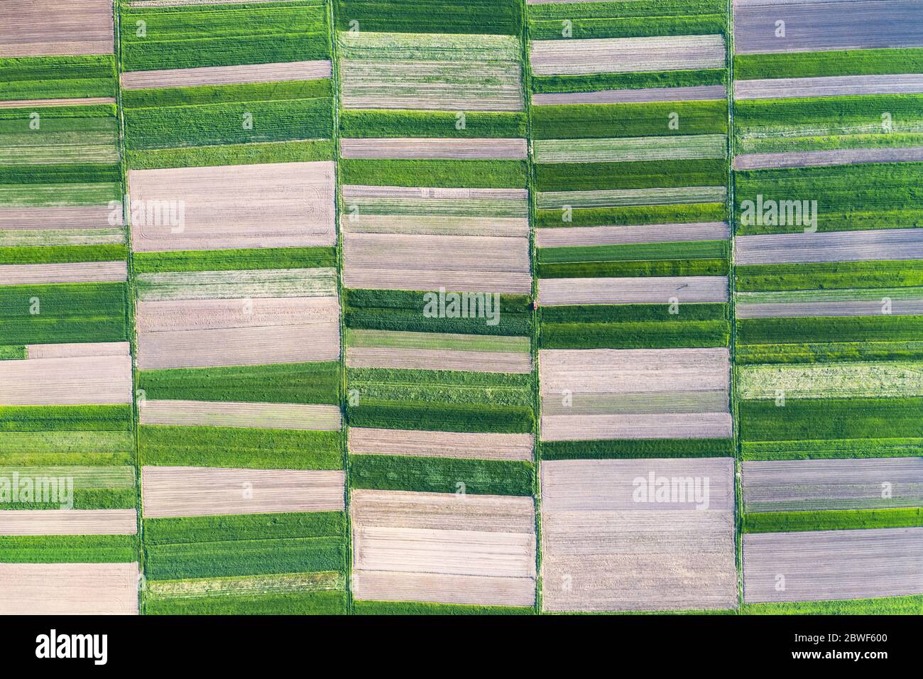 Aerial drone top view flight over green garden fields on sunny spring or summer day. Nature background Stock Photo