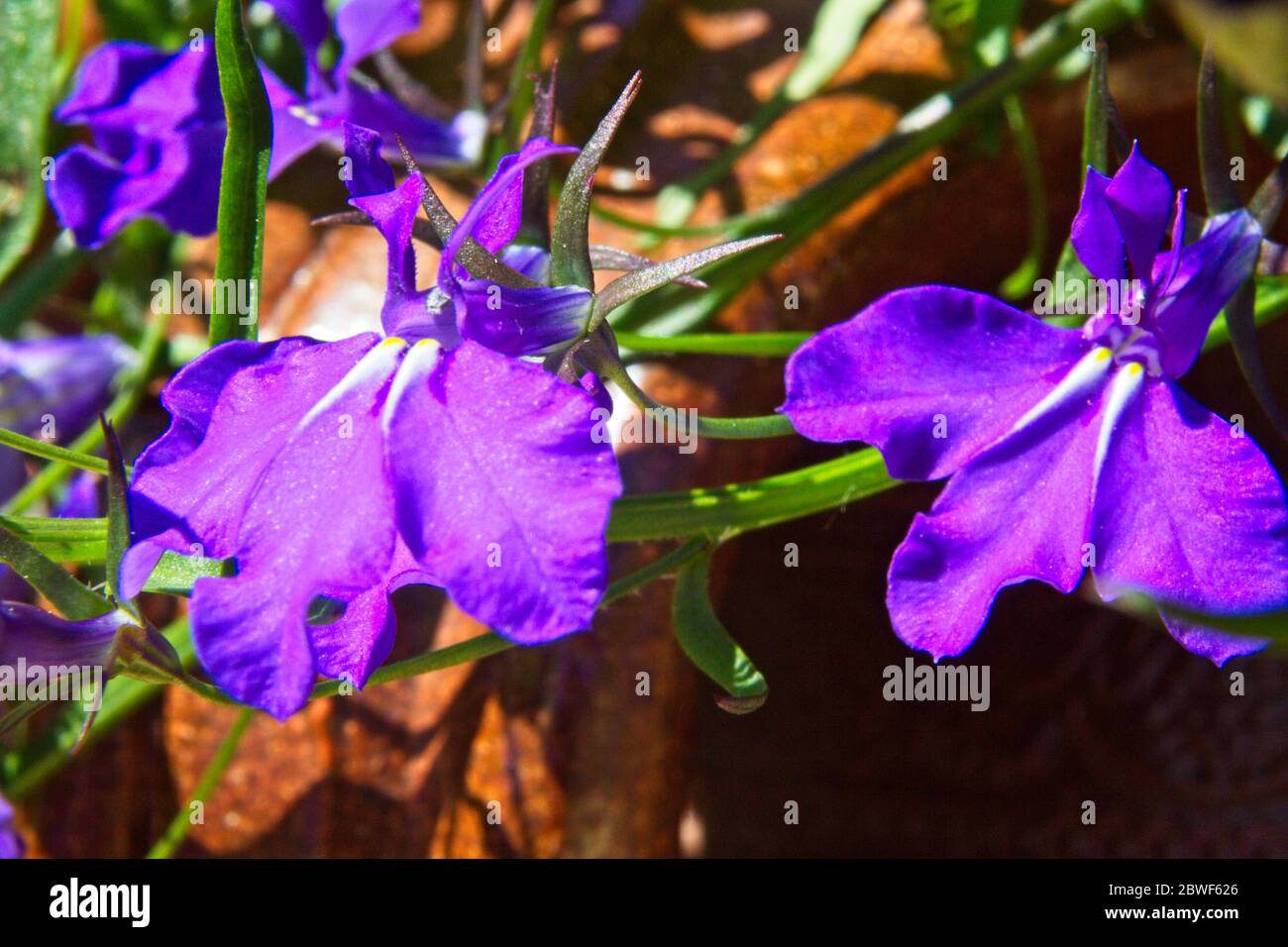 Close up macro of a blue coloured Lobelia erinus flowers blossoming outdoors in a rural garden. Stock Photo