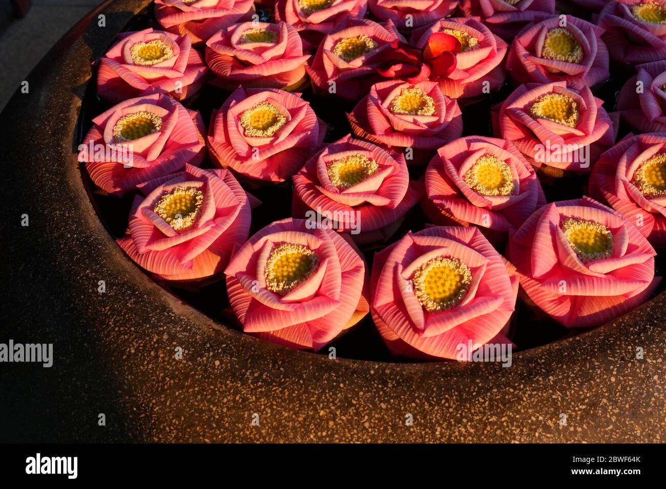 Bean of India or Sacred Lotus flower petals were folded into the shape of a pink rose blossom on the water in dark brown basin, Tropical Water Lilly d Stock Photo