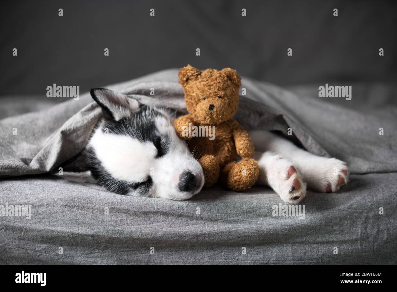 A small white dog puppy breed siberian husky with beautiful blue eyes lays on grey carpet with bear toy. Dogs and pet photography Stock Photo