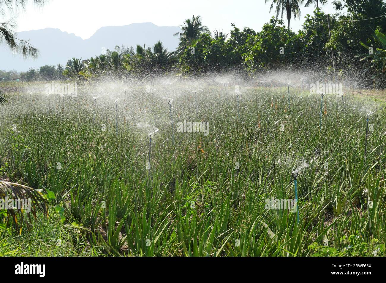 Group of rotating sprinkler spraying water in farm and Aloe vera planting area, Splashing droplet at tropical herb plantation plot in Thailand Stock Photo