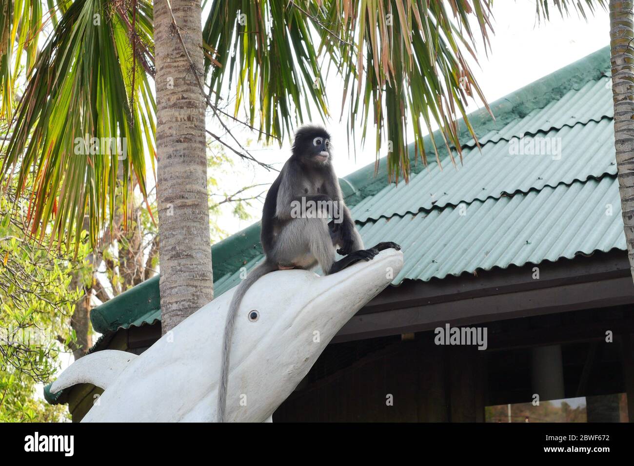 The Dusky leaf monkey sitting on the head of the white dolphin statue with palm tree and green house in background, Khao Sam Roi Yot National Park Stock Photo