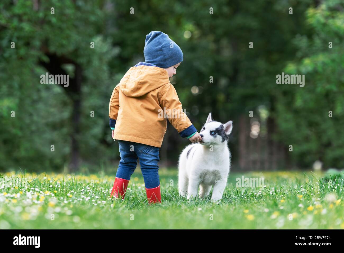Small kid in yellow jacket with white dog puppy breed siberian husky on spring backyard. Dogs and pets photography Stock Photo