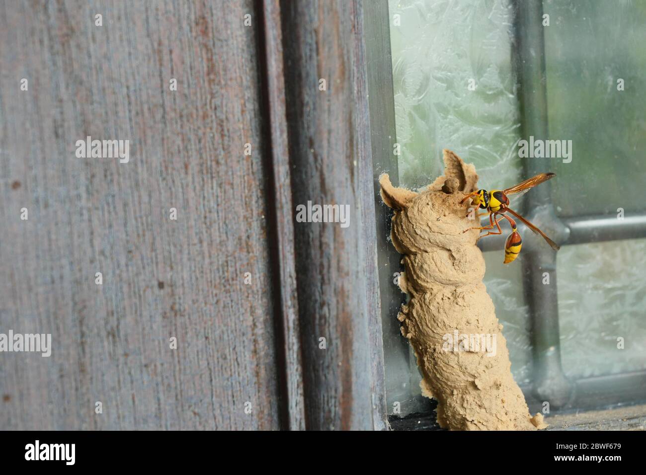 Ceriana wasp building a nest with soil on wooden door, Brown and yellow stripes on tropical insect body in Thailand Stock Photo