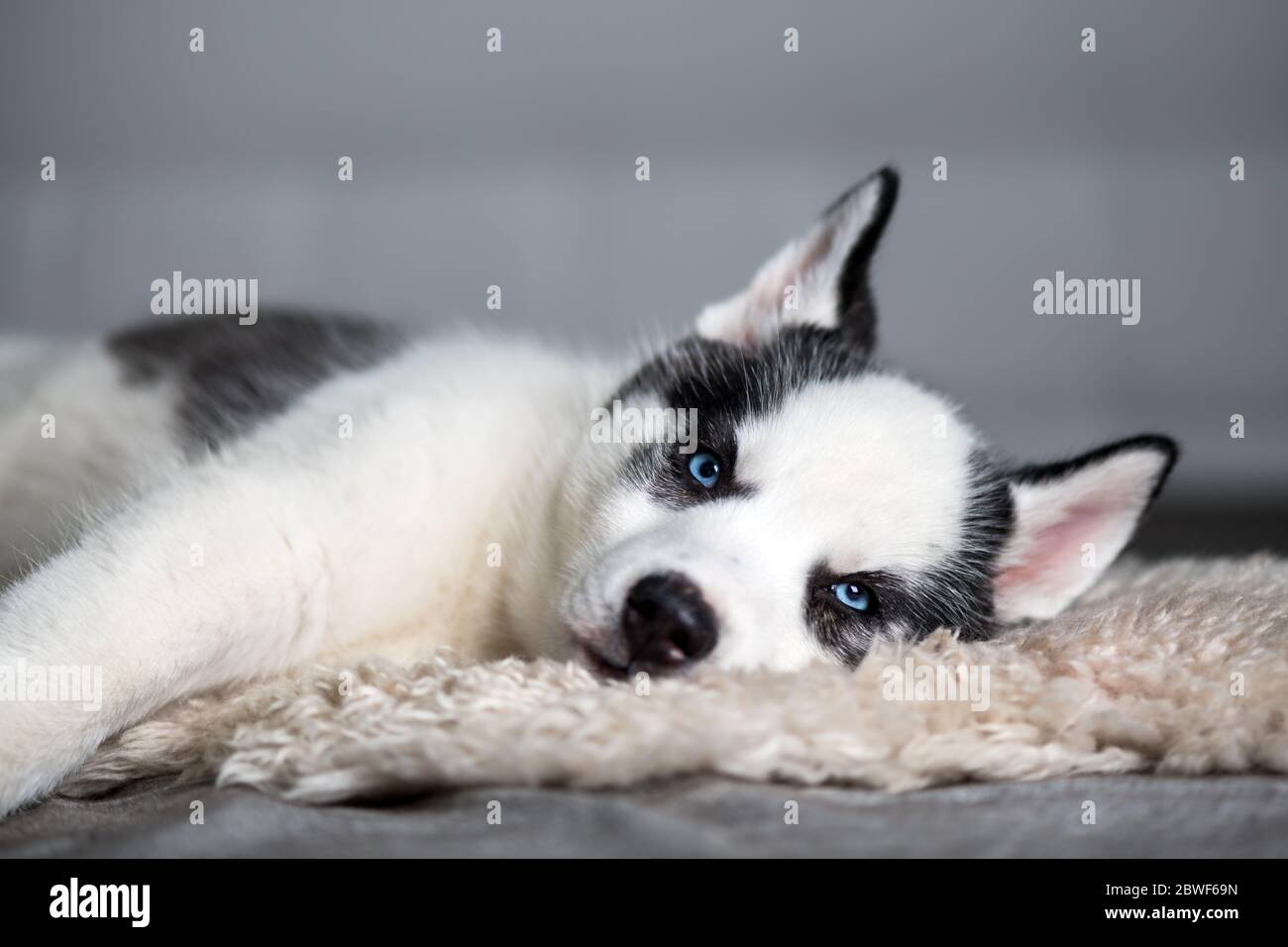 A small white dog puppy breed siberian husky with beautiful blue eyes lays on white carpet. Dogs and pet photography Stock Photo