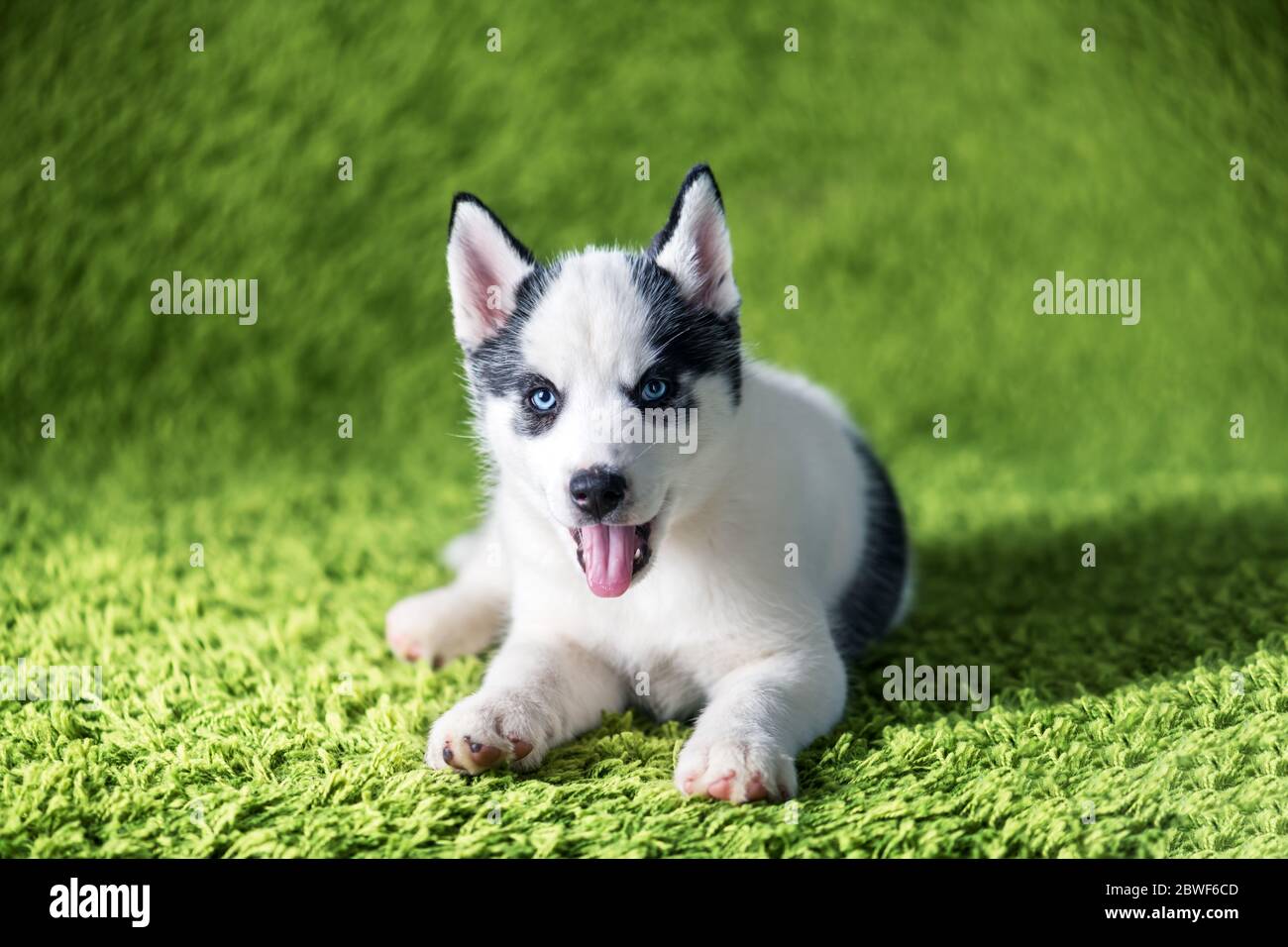 A small white dog puppy breed siberian husky with beautiful blue eyes lays on green carpet. Dogs and pet photography Stock Photo