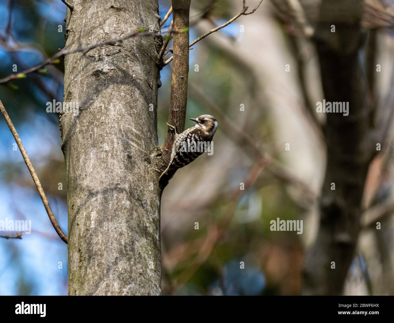 A Japanese pygmy woodpecker, Yungipicus kizuki, perches on the trunk on a small tree trunk in a forest near Yokohama, Japan. Stock Photo
